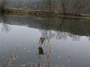 Dravý pták zamotaný do rybářského vlasce visel těsně nad hladinou řeky a čekal na smrt