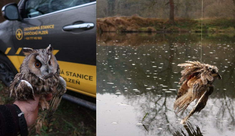 Dravý pták zamotaný do rybářského vlasce visel těsně nad hladinou řeky a čekal na smrt