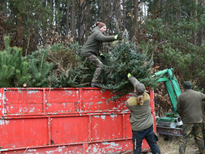Město začalo s prodejem vánočních stromků, naváže na něj s nabídkou ryb