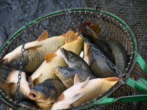 Město začalo s prodejem vánočních stromků, naváže na něj s nabídkou ryb