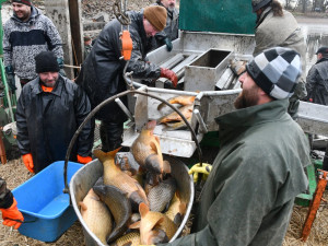 Město začalo s prodejem vánočních stromků, naváže na něj s nabídkou ryb