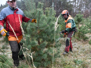 Město začalo s prodejem vánočních stromků, naváže na něj s nabídkou ryb