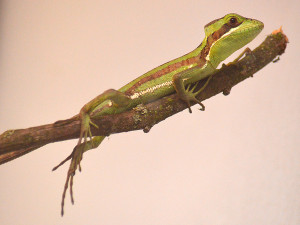 Mládě asexuálního baziliška