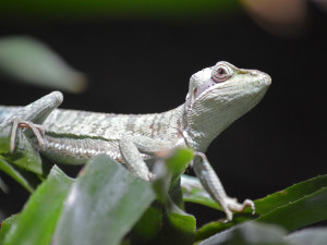 Dospělý bazilišek