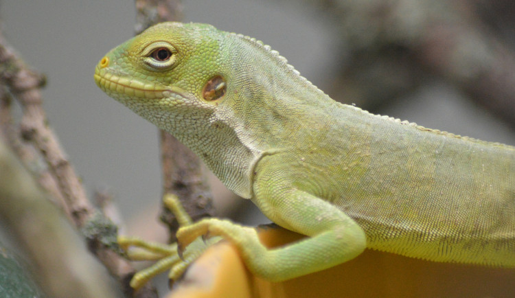 Mladý leguán