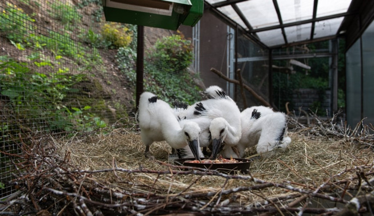 Záchranná stanice v Plzni pečuje o zraněná zvířata, která se tam často dostávají z celého Plzeňského kraje