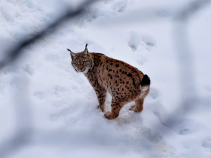 Rysům se na západě Čech daří