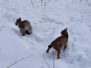 Rysům se na západě Čech daří