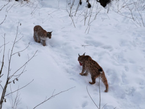 Rysům se na západě Čech daří