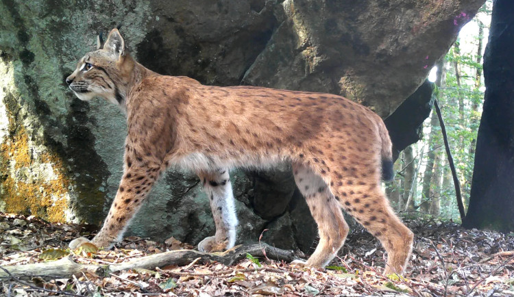 Prokop je nádherný kocour