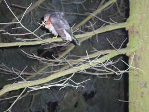 Krahujec vletěl při pronásledování kořisti do obří haly plné velkých strojů. Vysvobodili ho experti při noční akci