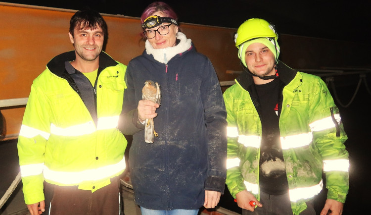 O odchyt krahujce se bravurně postarala Mirka Sokolová