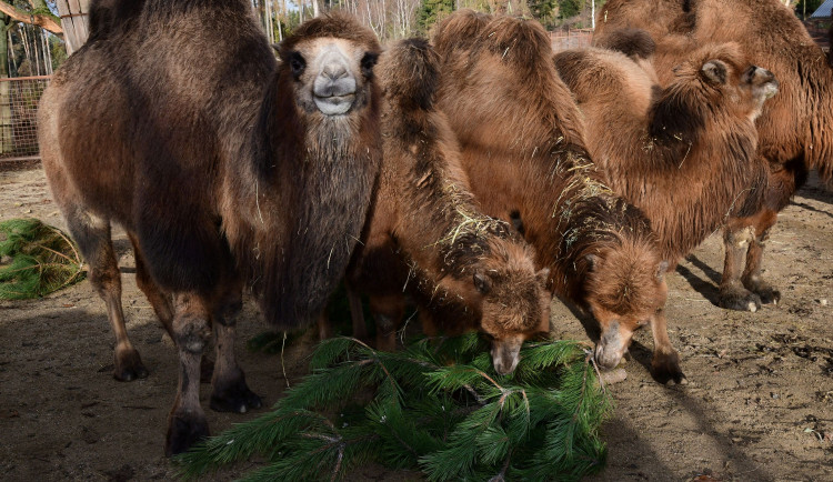 Také zvířata v olomoucké zoo měla Vánoce a dostala dárky. Pochutnala si na neprodaných stromečcích