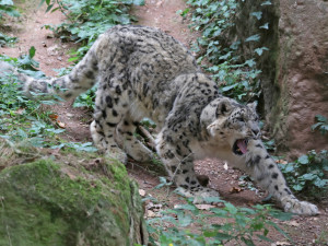 Zemřela nejstarší kočkovitá šelma v plzeňské zoo, sněžný levhart Nashan se dožil 20 let