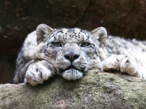 Zemřela nejstarší kočkovitá šelma v plzeňské zoo, sněžný levhart Nashan se dožil 20 let