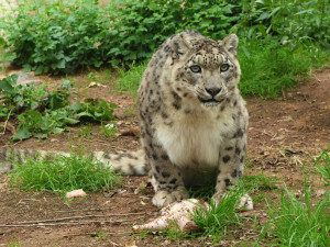 Zemřela nejstarší kočkovitá šelma v plzeňské zoo, sněžný levhart Nashan se dožil 20 let
