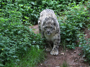 Zemřela nejstarší kočkovitá šelma v plzeňské zoo, sněžný levhart Nashan se dožil 20 let