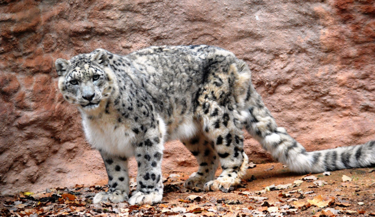 Zemřela nejstarší kočkovitá šelma v plzeňské zoo, sněžný levhart Nashan se dožil 20 let
