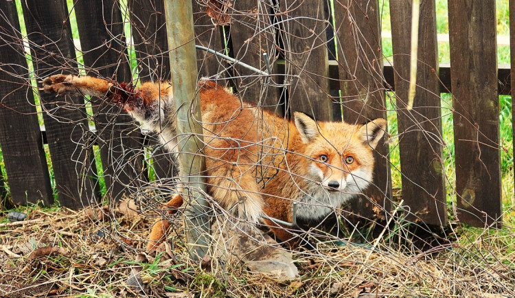 Lišáka uvěznilo drátěné pletivo, které se mu omotalo kolem packy. Bez pomoci člověka by uhynul trýznivou smrtí