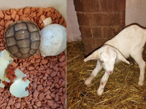 Zoo Plzeň na Nový rok hlásí hned několik nových přírůstků. Loni ji navštívilo přes 471 000 osob