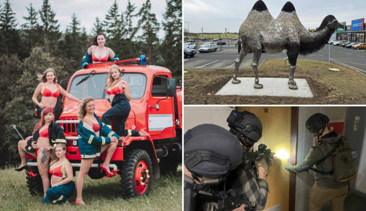 ROK 2024: Příběhy ze Šumavy, žhavý kalendář, rozruch kvůli soše velblouda i špatný vtip o střelbě na univerzitě