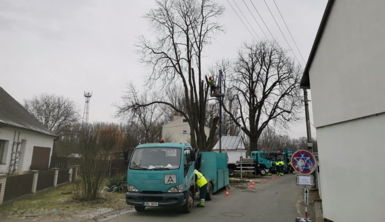 Chomoutov se snaží na poslední chvíli odvrátit kácení dvou historických kaštanů. Jsou nebezpečné, tvrdí město