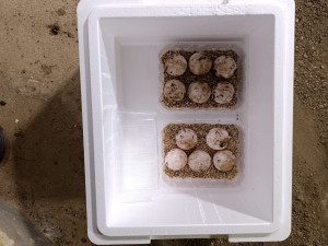 Samice želvy obrovské nepřestává ošetřovatele v zoo překvapovat, snesla další vejce