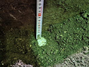 Samice želvy obrovské nepřestává ošetřovatele v zoo překvapovat, snesla další vejce