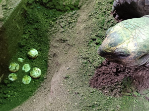 Samice želvy obrovské nepřestává ošetřovatele v zoo překvapovat, snesla další vejce