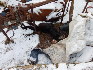 Uhynulý kůň a další zvířata na pokraji smrti, situace šokovala i zkušeného zvířecího záchranáře