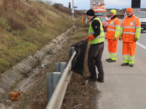 Lišku srazilo na dálnici D5 auto. Těžce zraněnou samici nechtěl opustit její partner a neustále vbíhal do vozovky