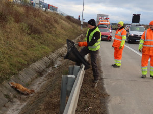 Lišku srazilo na dálnici D5 auto. Těžce zraněnou samici nechtěl opustit její partner a neustále vbíhal do vozovky
