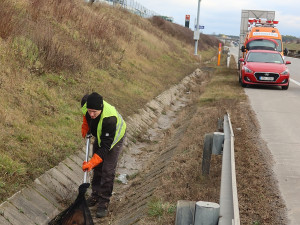 Lišku srazilo na dálnici D5 auto. Těžce zraněnou samici nechtěl opustit její partner a neustále vbíhal do vozovky