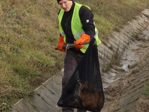 Lišku srazilo na dálnici D5 auto. Těžce zraněnou samici nechtěl opustit její partner a neustále vbíhal do vozovky