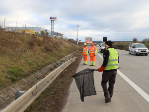 Lišku srazilo na dálnici D5 auto. Těžce zraněnou samici nechtěl opustit její partner a neustále vbíhal do vozovky