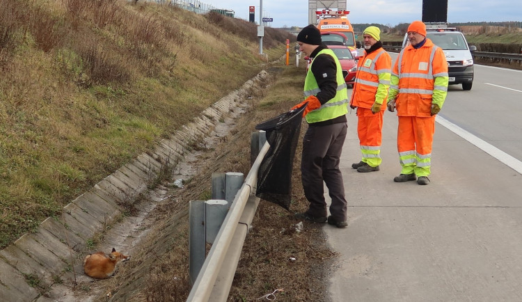 Odchyt těžce zraněné lišky na dálnici D5