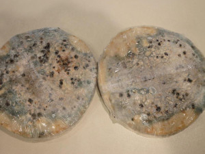 Polská mražená pizza obsahovala porci plísně navíc, prodával ji oblíbený řetězec