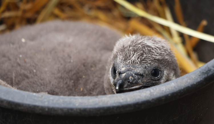 Vánoční tučňák už váží skoro dvě kila. Na návštěvníky zoo už vykukuje z podzemního doupěte