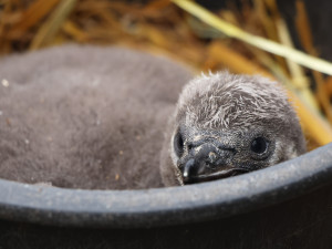 Vánoční tučňák už váží skoro dvě kila. Na návštěvníky zoo už vykukuje z podzemního doupěte