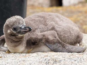 Vánoční tučňák už váží skoro dvě kila. Na návštěvníky zoo už vykukuje z podzemního doupěte