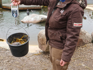 Vánoční tučňák už váží skoro dvě kila. Na návštěvníky zoo už vykukuje z podzemního doupěte