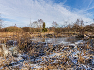 Bobr ušetřil ochráncům přírody miliony korun na revitalizaci řeky