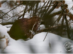 Bobr ušetřil ochráncům přírody miliony korun na revitalizaci řeky, postavil hráze a vytvořil přírodní mokřad