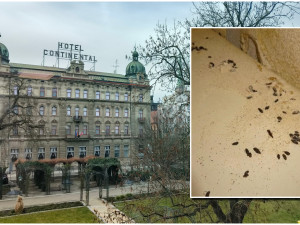 Ve skladu jednoho z nejznámějších plzeňských hotelů našli inspektoři špínu a myší trus