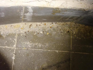 Ve skladu jednoho z nejznámějších plzeňských hotelů našli inspektoři špínu a myší trus