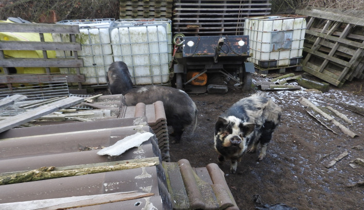 Problémovému muži neustále utíkala prasata, přivolaným veterinářům nadával a chtěl je napadnout