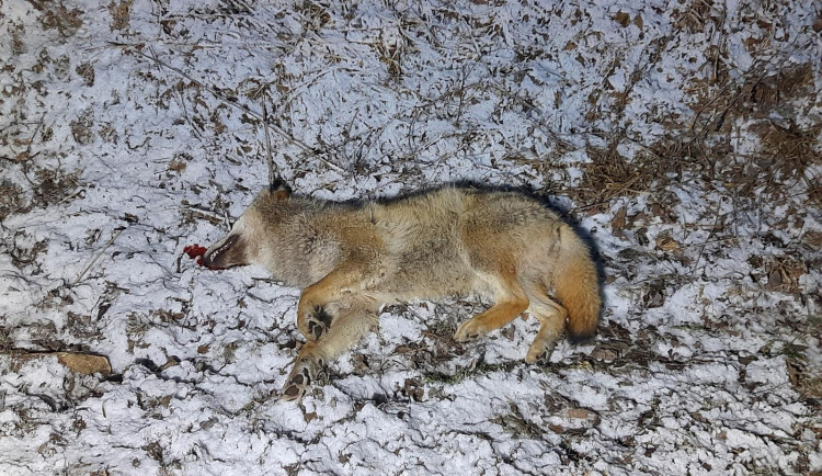 Muž na Prachaticku srazil vlka, zvíře střet nepřežilo