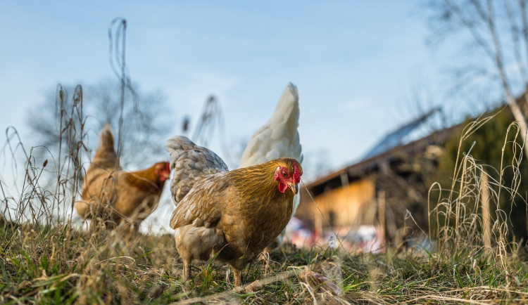 V malochovu na Rokycansku potvrdili veterináři nové ohnisko ptačí chřipky