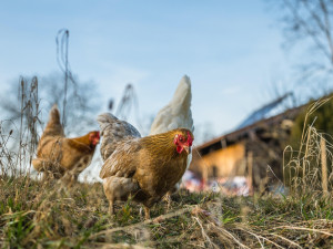 V malochovu na Rokycansku potvrdili veterináři nové ohnisko ptačí chřipky