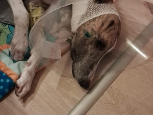 Volně pobíhající pes napadl čtrnáctiletou dívku a vážně potrhal jejího whippeta Luckyho